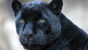 Preview wallpaper panther, muzzle, big cat, look
