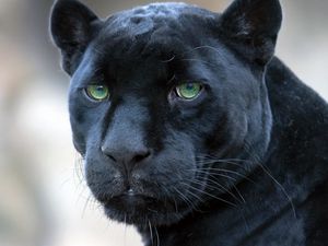 Preview wallpaper panther, muzzle, big cat, look