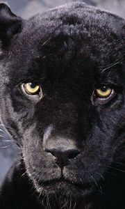 Preview wallpaper panther, muzzle, eyes, anger