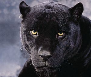 Preview wallpaper panther, muzzle, eyes, anger
