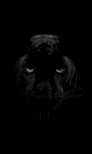 Preview wallpaper panther, predator, big cat, wildlife, look