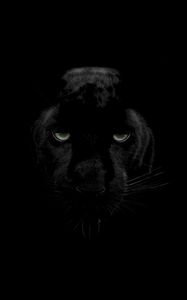 Preview wallpaper panther, predator, big cat, wildlife, look