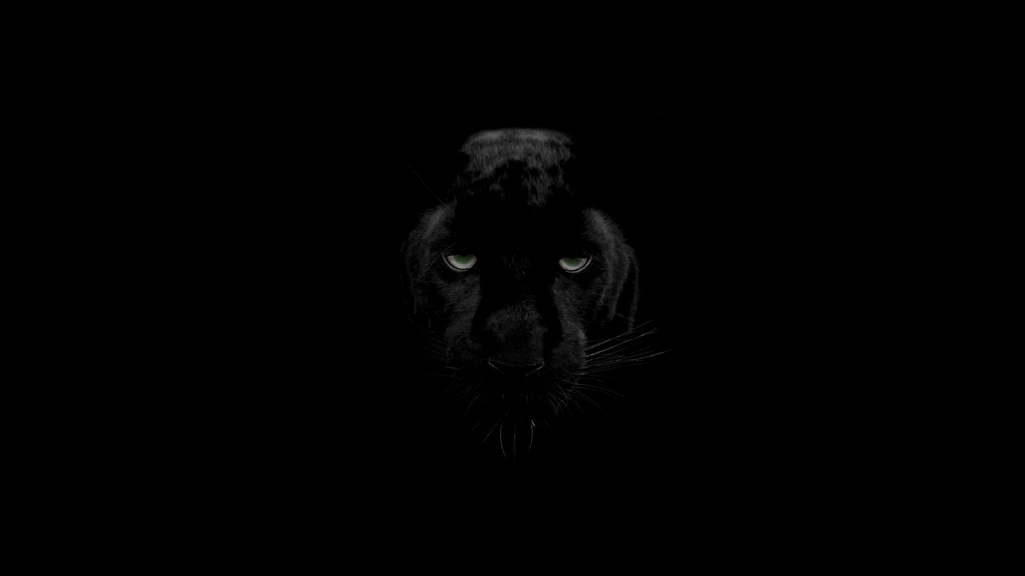 2048x1152 Wallpaper panther, predator, big cat, wildlife, look