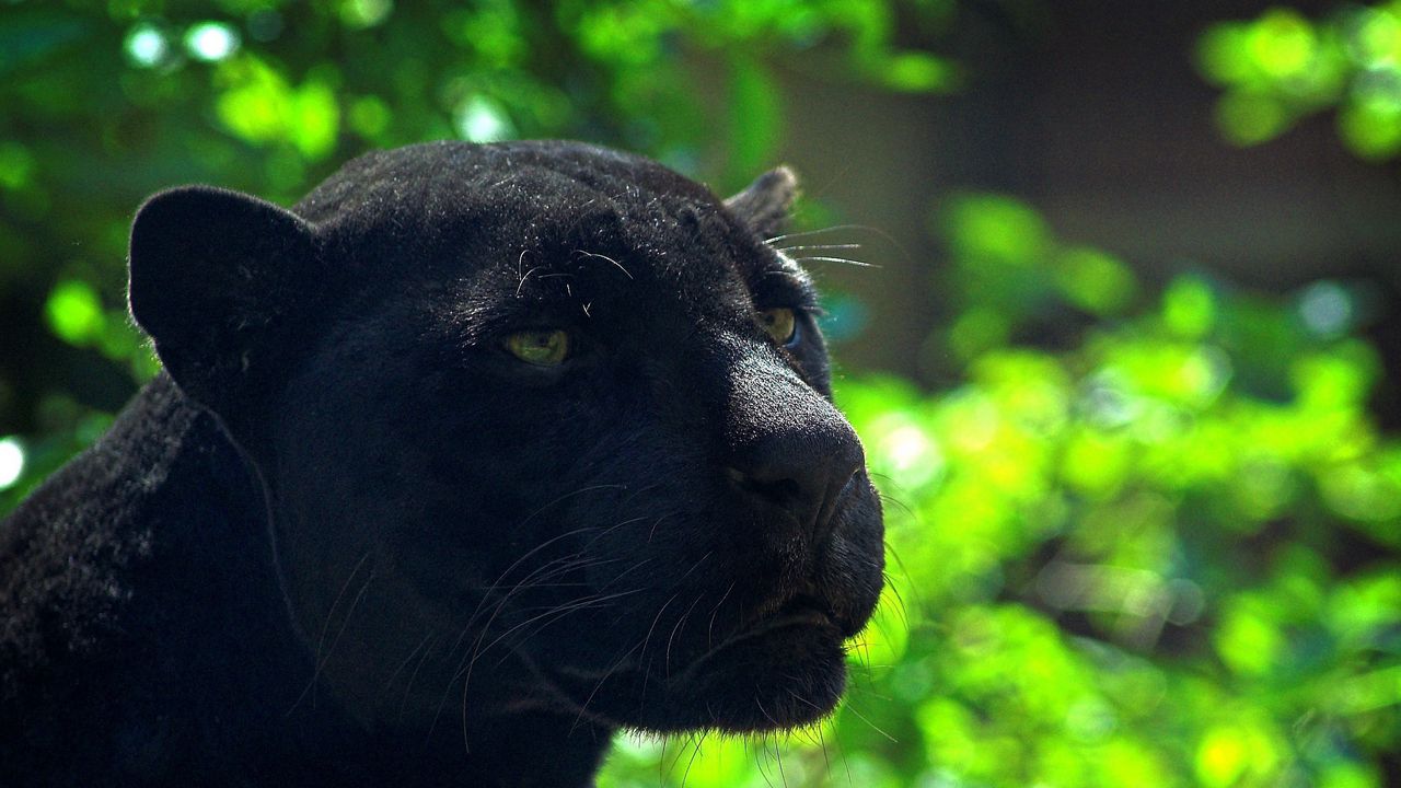 Wallpaper panther, predator, face, glare, black