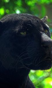 Preview wallpaper panther, predator, face, glare, black