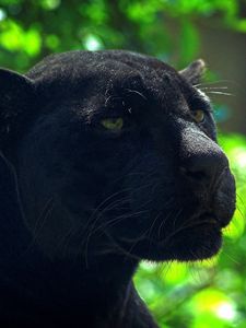 Preview wallpaper panther, predator, face, glare, black