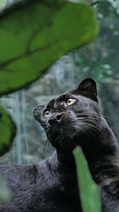 Preview wallpaper panther, predator, lie, leaves