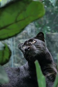 Preview wallpaper panther, predator, lie, leaves