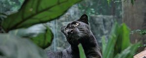 Preview wallpaper panther, predator, lie, leaves