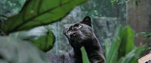 Preview wallpaper panther, predator, lie, leaves