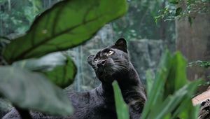 Preview wallpaper panther, predator, lie, leaves