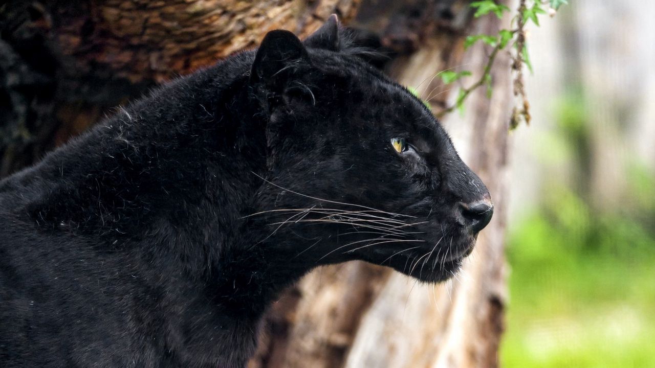 Wallpaper panther, profile, predator, big cat
