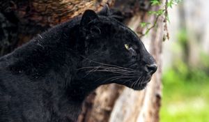 Preview wallpaper panther, profile, predator, big cat
