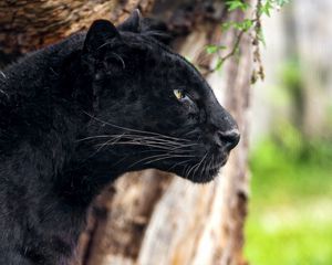 Preview wallpaper panther, profile, predator, big cat