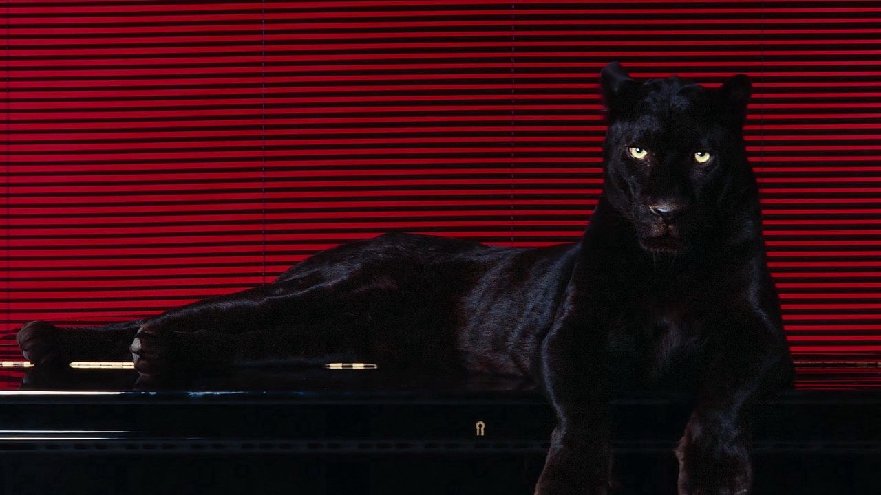 Wallpaper panther, sit, big cat, predator
