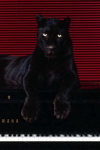 Preview wallpaper panther, sit, big cat, predator