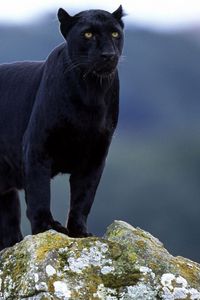 Preview wallpaper panther, stones, big cat, black, moss