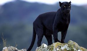 Preview wallpaper panther, stones, big cat, black, moss