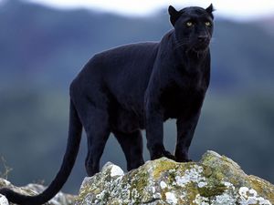 Preview wallpaper panther, stones, big cat, black, moss