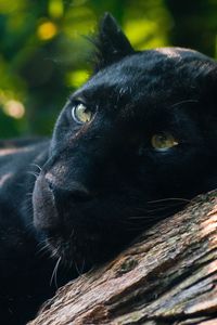 Preview wallpaper panther, timber, lying, predator