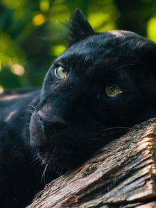 Preview wallpaper panther, timber, lying, predator