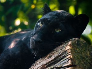 Preview wallpaper panther, timber, lying, predator