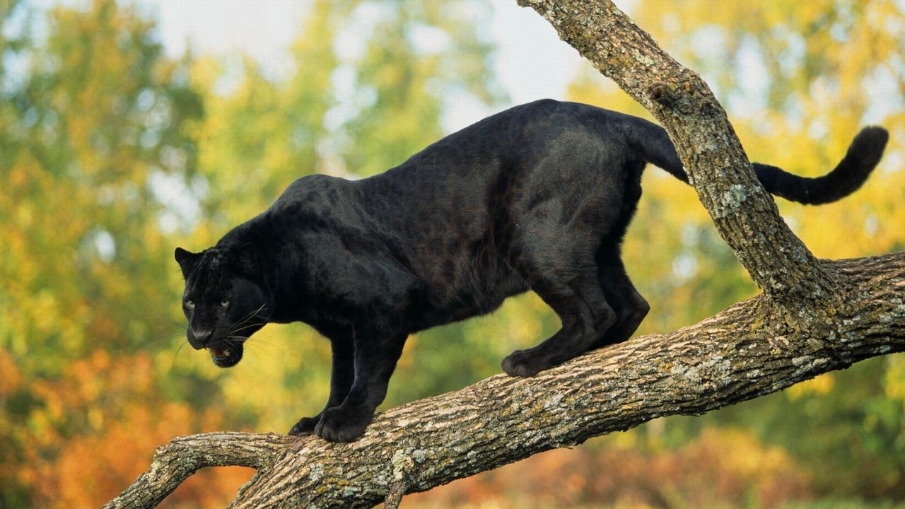 Wallpaper panther, timber, trees, big cat, predator