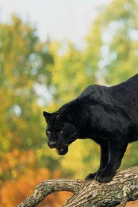 Preview wallpaper panther, timber, trees, big cat, predator