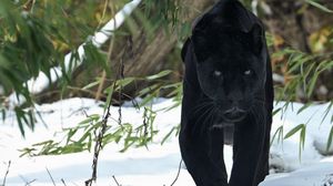 Preview wallpaper panther, walk, snow, winter, predator, big cat