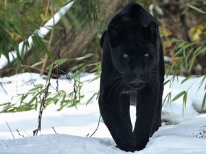 Preview wallpaper panther, walk, snow, winter, predator, big cat