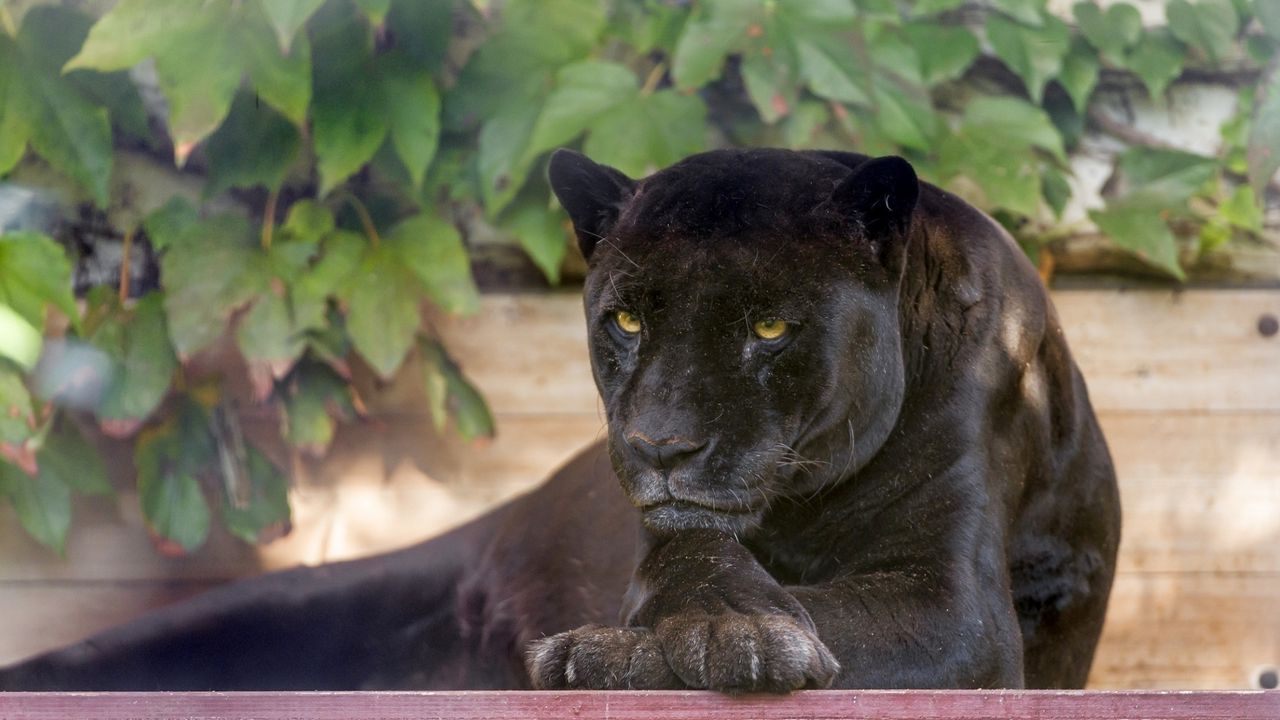 Wallpaper panther, wild cat, carnivore, black