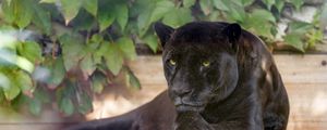 Preview wallpaper panther, wild cat, carnivore, black