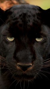 Preview wallpaper panther, wild cat, muzzle, predator