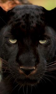 Preview wallpaper panther, wild cat, muzzle, predator