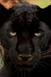 Preview wallpaper panther, wild cat, muzzle, predator