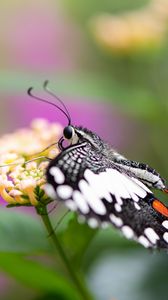 Preview wallpaper papilio demoleus, butterfly, flower, macro, blur