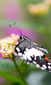 Preview wallpaper papilio demoleus, butterfly, flower, macro, blur