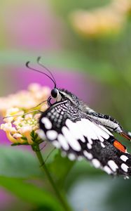 Preview wallpaper papilio demoleus, butterfly, flower, macro, blur