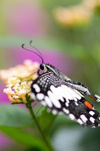 Preview wallpaper papilio demoleus, butterfly, flower, macro, blur