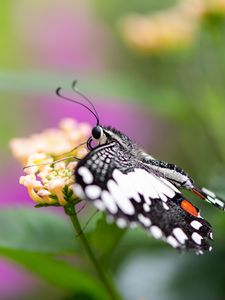 Preview wallpaper papilio demoleus, butterfly, flower, macro, blur