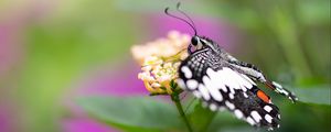 Preview wallpaper papilio demoleus, butterfly, flower, macro, blur