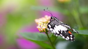 Preview wallpaper papilio demoleus, butterfly, flower, macro, blur