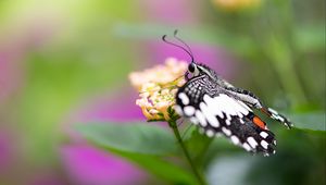 Preview wallpaper papilio demoleus, butterfly, flower, macro, blur
