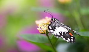 Preview wallpaper papilio demoleus, butterfly, flower, macro, blur