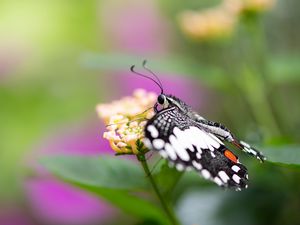 Preview wallpaper papilio demoleus, butterfly, flower, macro, blur