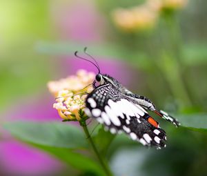 Preview wallpaper papilio demoleus, butterfly, flower, macro, blur