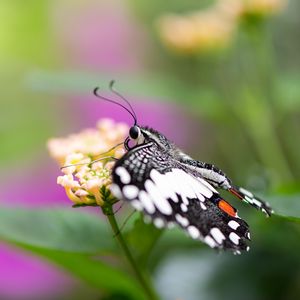 Preview wallpaper papilio demoleus, butterfly, flower, macro, blur