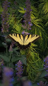 Preview wallpaper papilio glaucus, butterfly, branches, flowers, macro