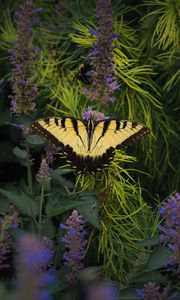 Preview wallpaper papilio glaucus, butterfly, branches, flowers, macro