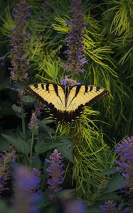 Preview wallpaper papilio glaucus, butterfly, branches, flowers, macro